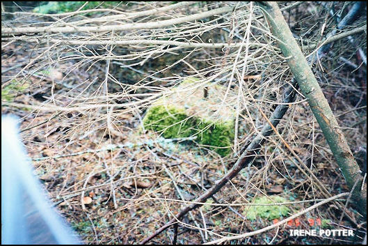 Tower leg foundation overgrown with alders 6/26/1997