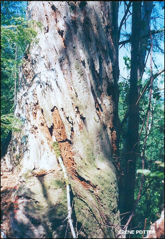 Rusted steel rods attached to cable