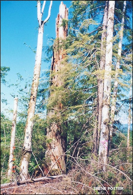 Remains of lookout 6/20/1996