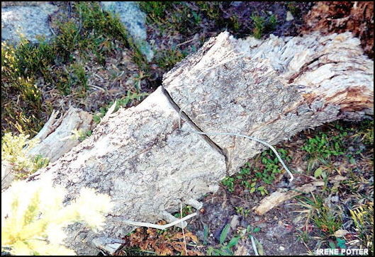 Remnant wire September 2001