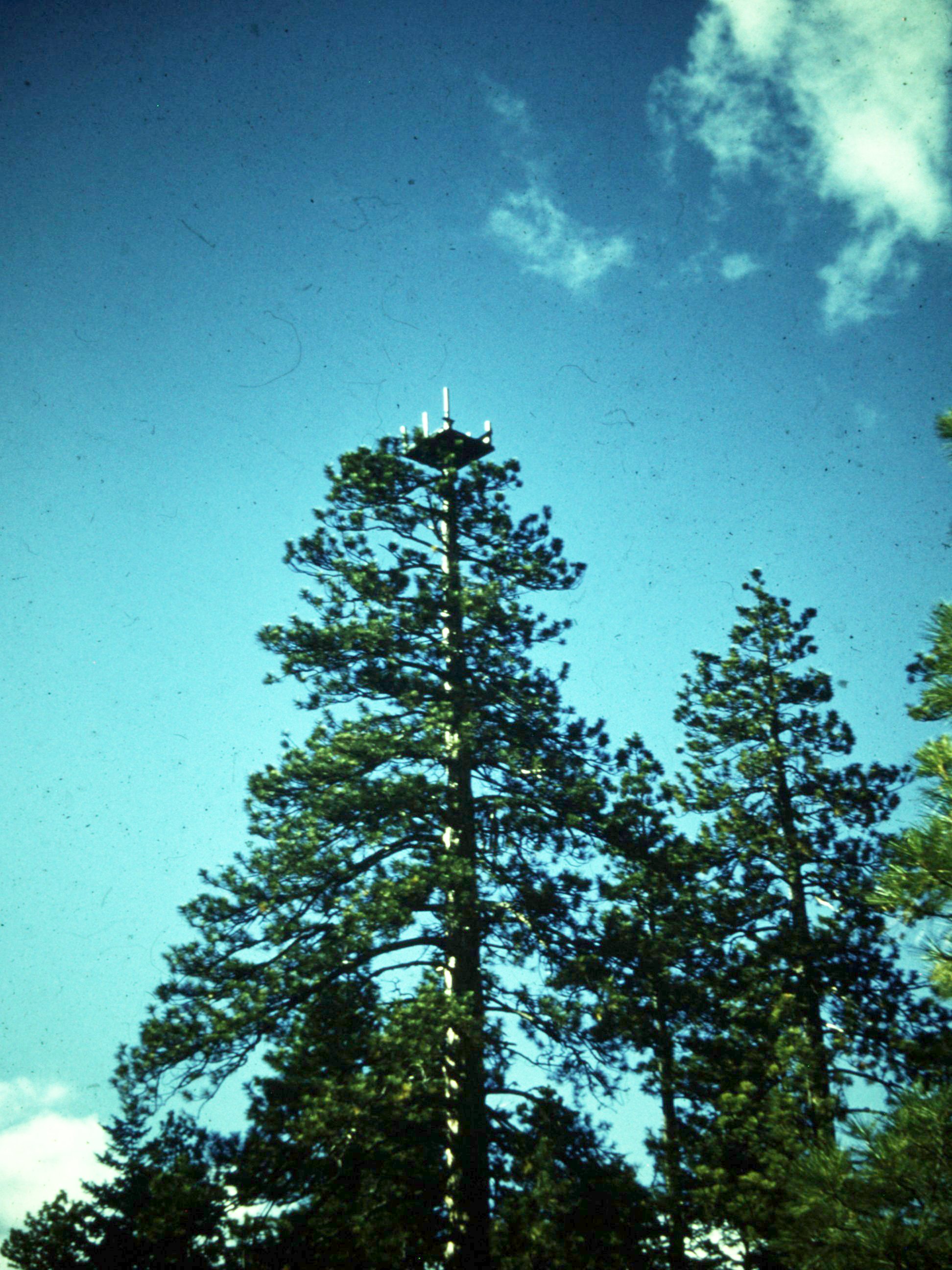 1959 Dennis Lynch photo