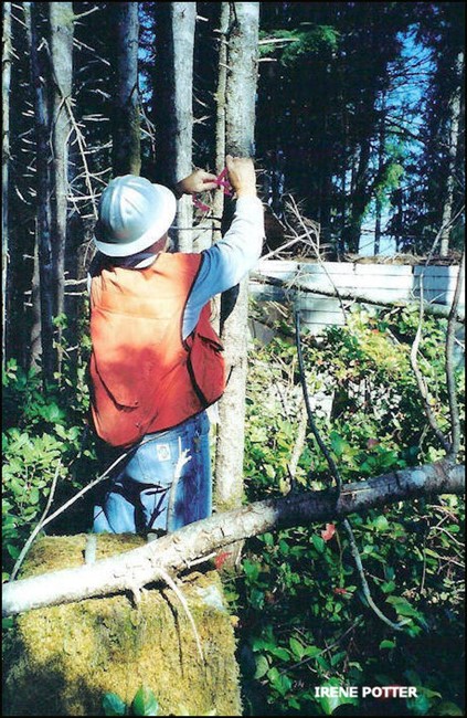 Makah forester flagging tree by tower base