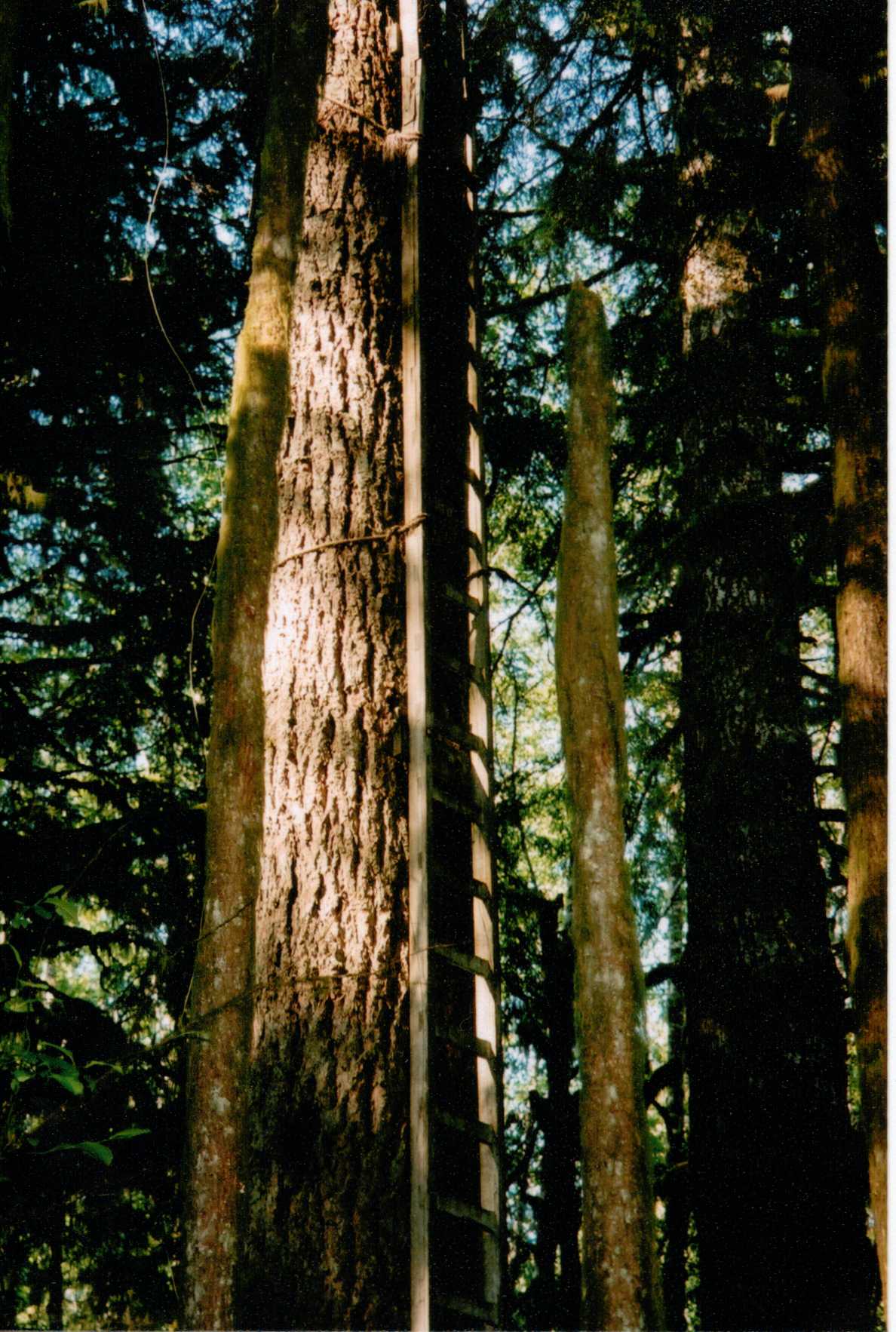 Green Point Lookout site 2003