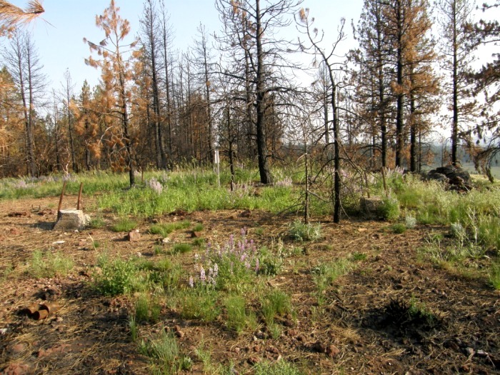 Emigrant Butte Lookout site 2008