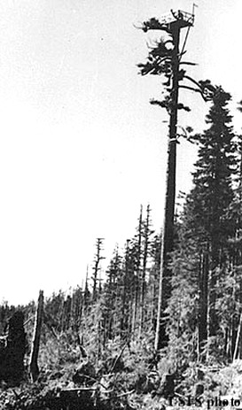 High Camp Tree Lookout