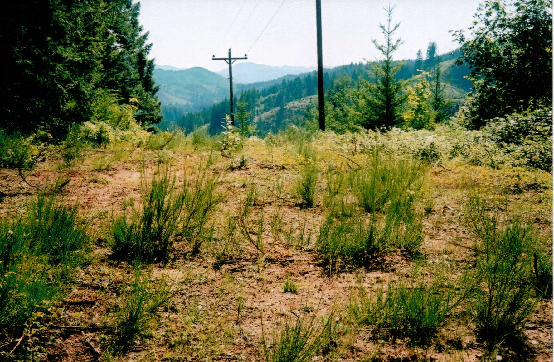 Alsea Summit Lookout site 2008