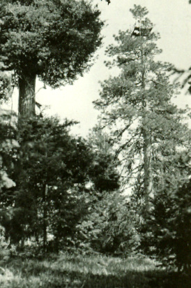 Ingram Point Lookout 1926 - 1934