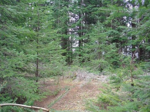 Humptulips Ridge Lookout Site
