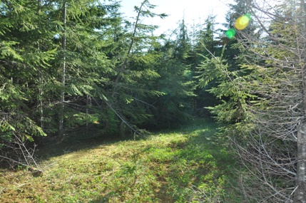 Weatherwax Ridge Lookout Site 2016