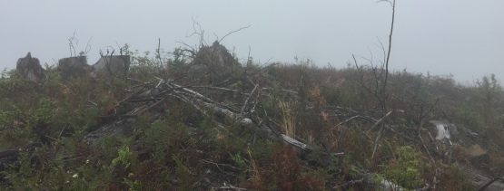 Hunters Cabin Lookout site