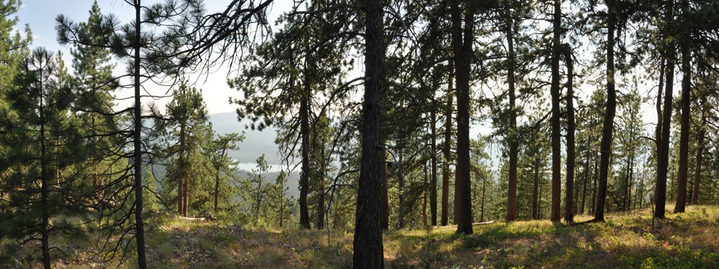 Miller Mountain Lookout site