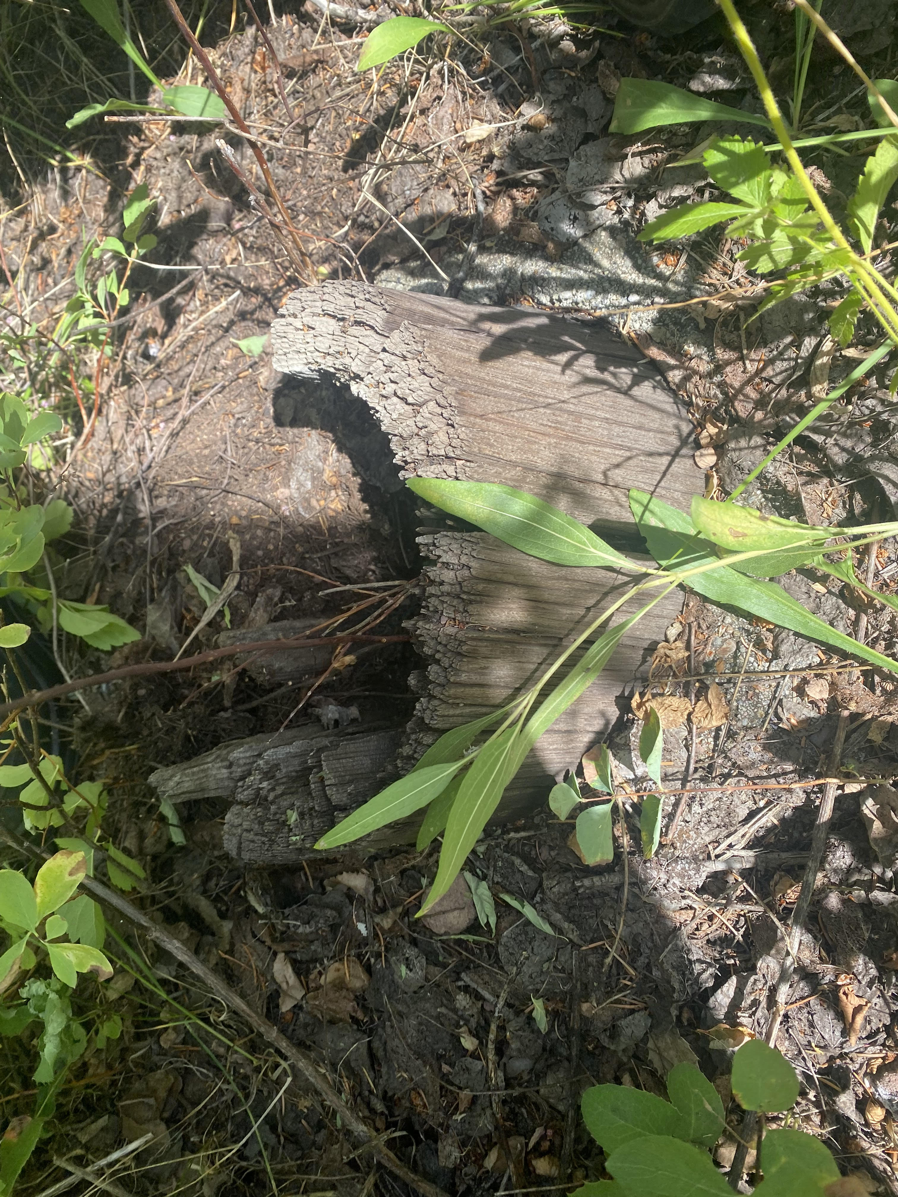 Tower Footing Remains